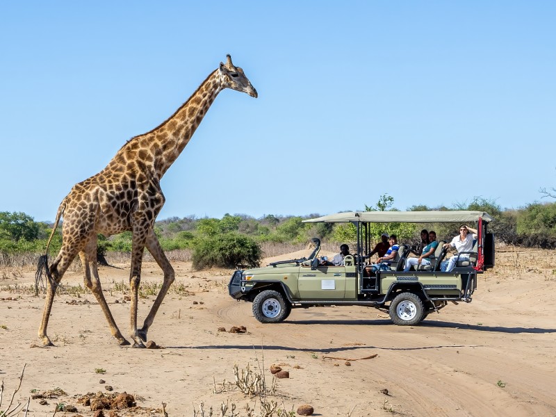 Giraffe auf Safari Elephant Valley Lodge