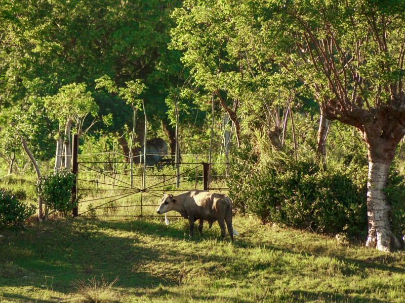 Finca & Fiesta Tiere