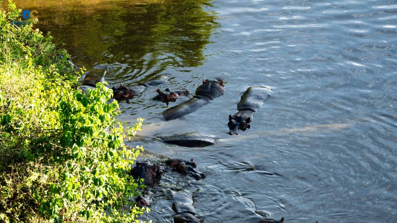Hot Air Balloon Safari 