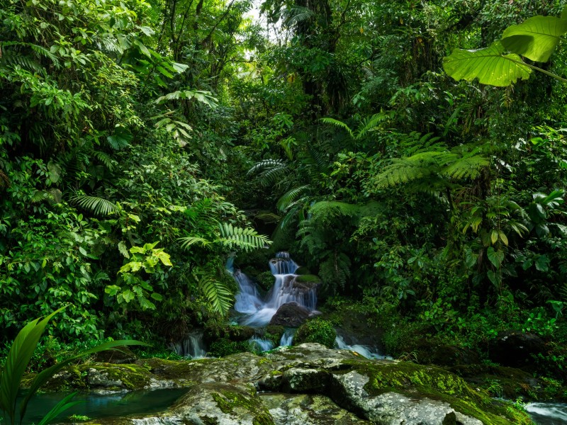 Regenwald mit Bach - Costa Rica