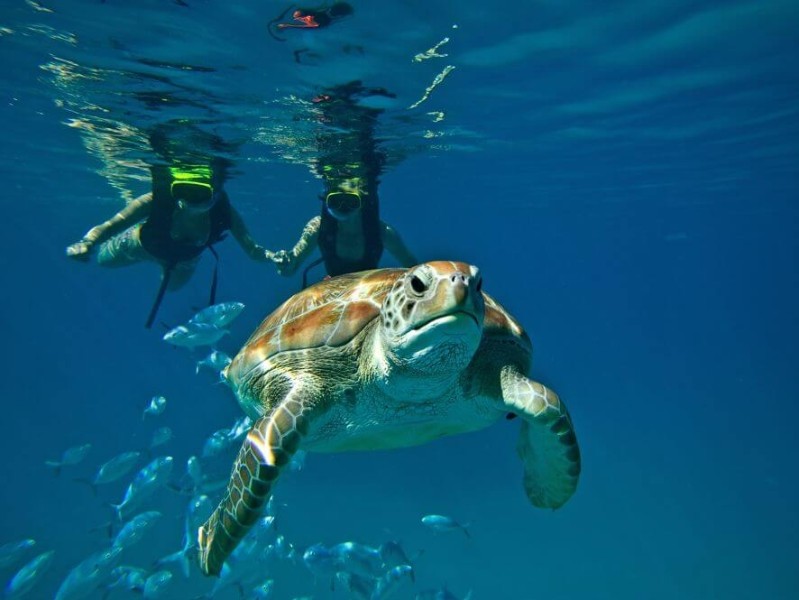 swimming with turtles