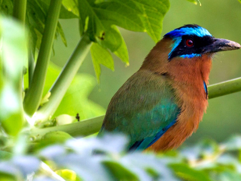 Hummingbird
