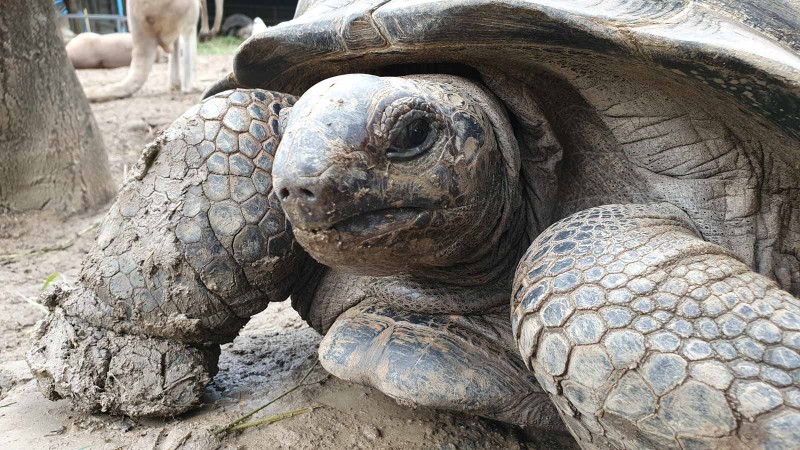 Prison Island, Zanzibar