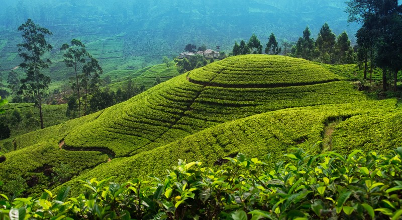 Header Tea Plantation