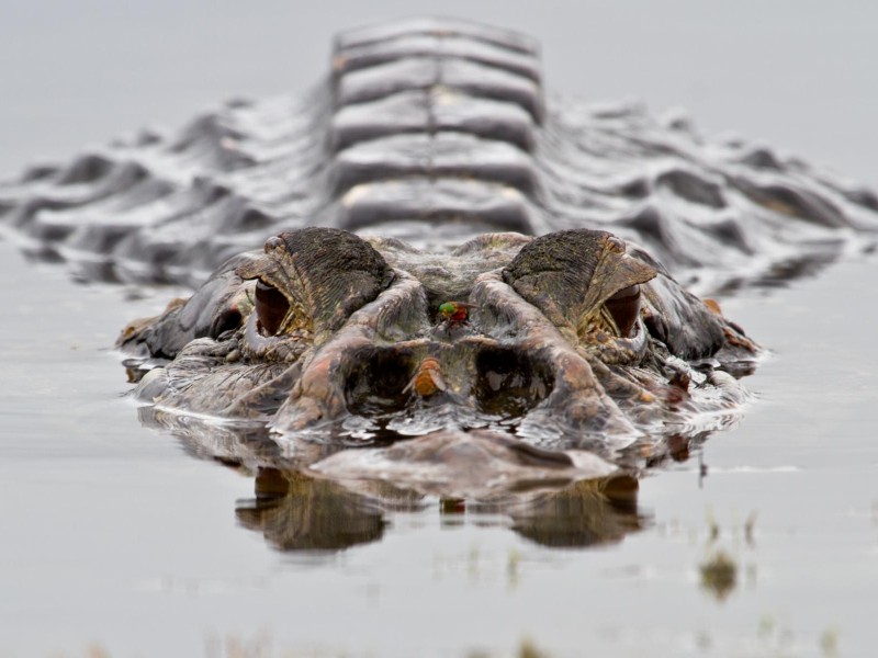 Napo Wildlife Center - Kaiman im See