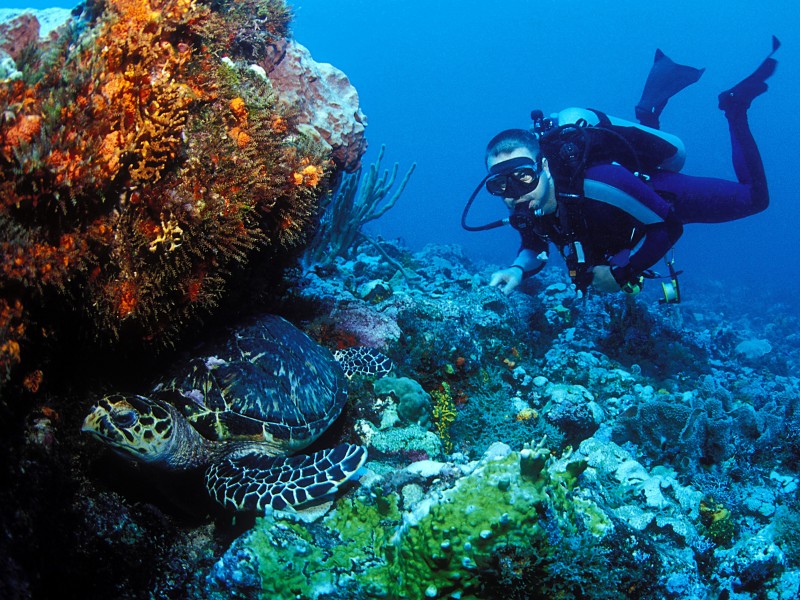 Snorkeling in Grenada