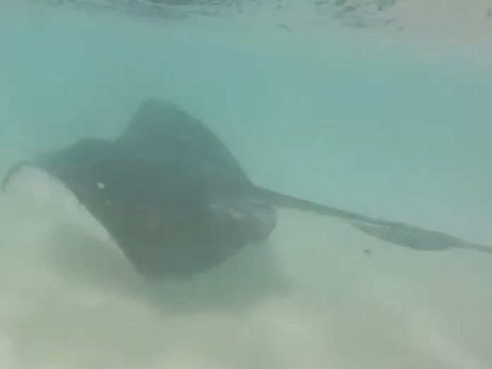 Antigua Sting Rays