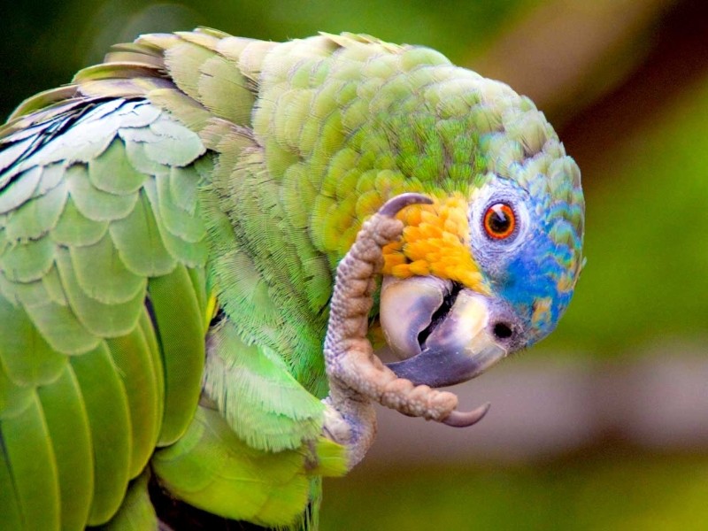 Die Fauna de Regenwalds