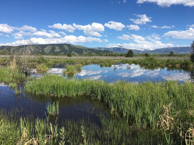 Water and grass in Jackson (Wyoming)