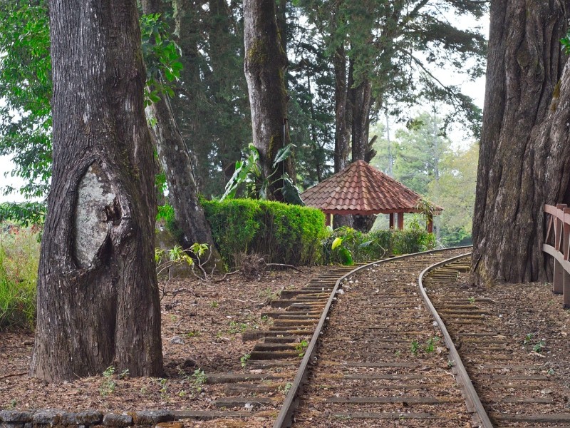 Talamanca rail