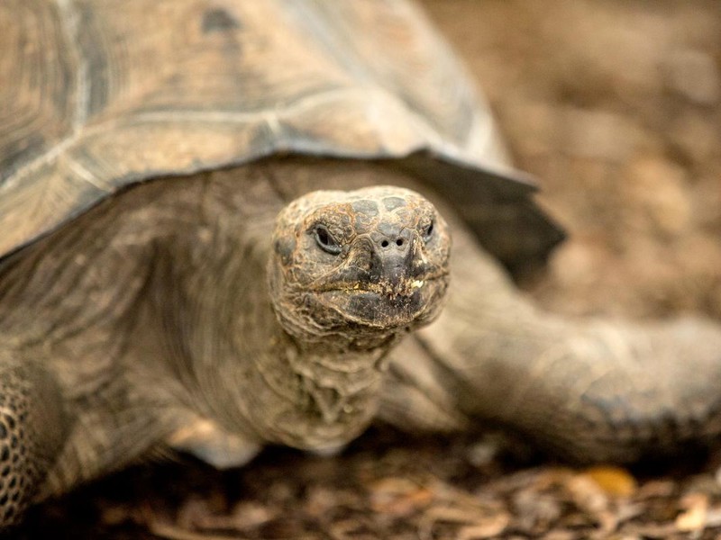 Galápagos-Riesenschildkröte auf St. Cruz