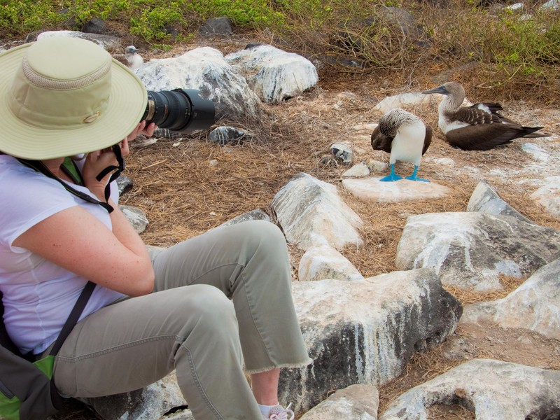 Ein Blaufußtölpel vor der Linse