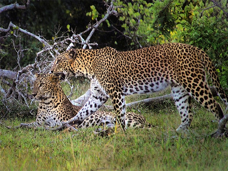 Leopards