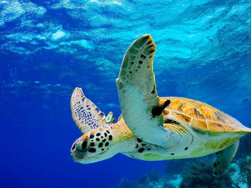 Nature - Bonaire