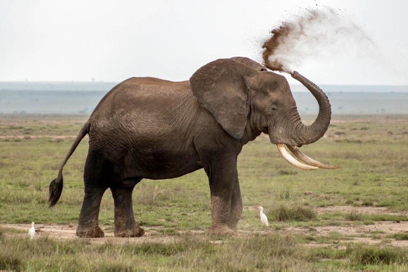 Éléphant d’Afrique