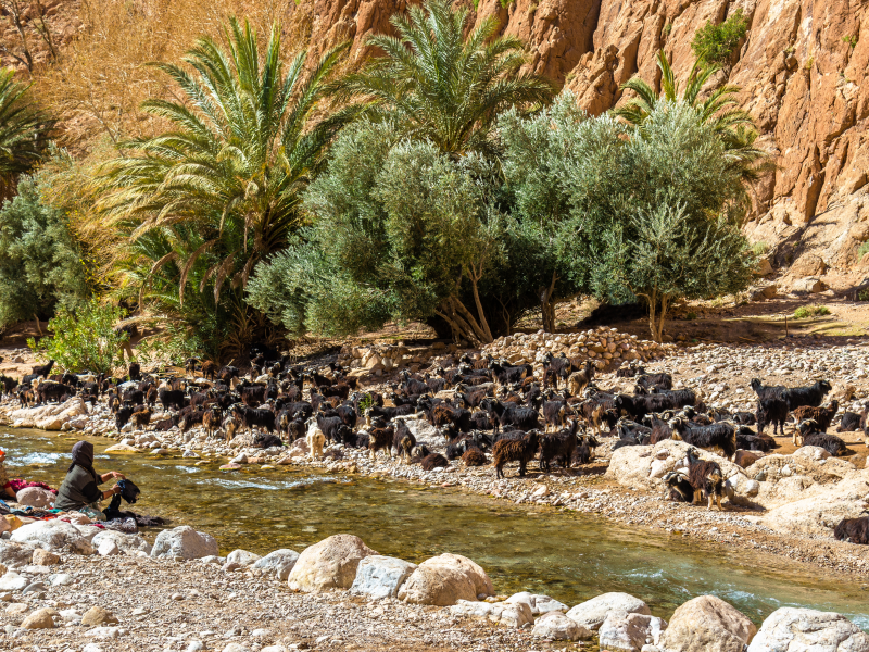 The Todra River in the Atlas Mountains