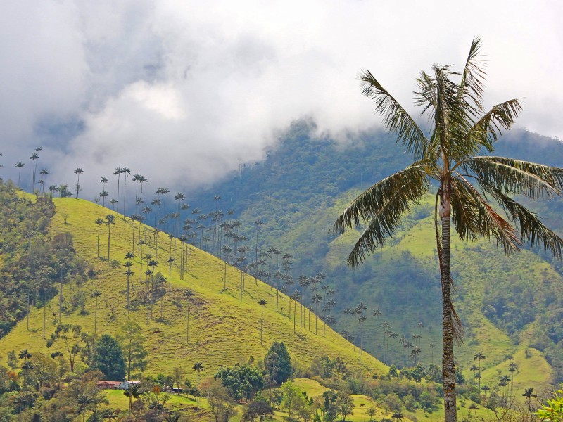 Cocora Valley