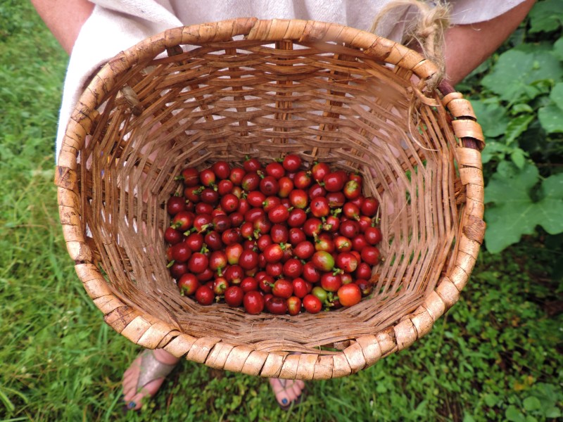  Coffee hacienda
