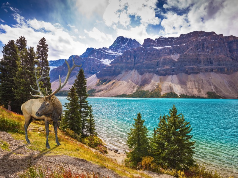 Canada - Banff National Park - Bow Lake