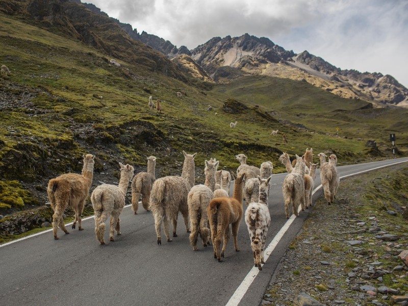 Lares Abenteuer - Lamas auf Strasse