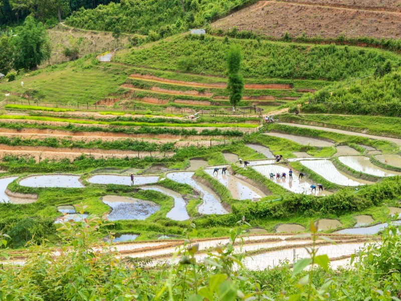 Rice fields Chiang Mai