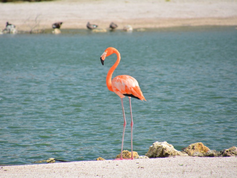 Blue Bay Beach Golf Resort Curaçao