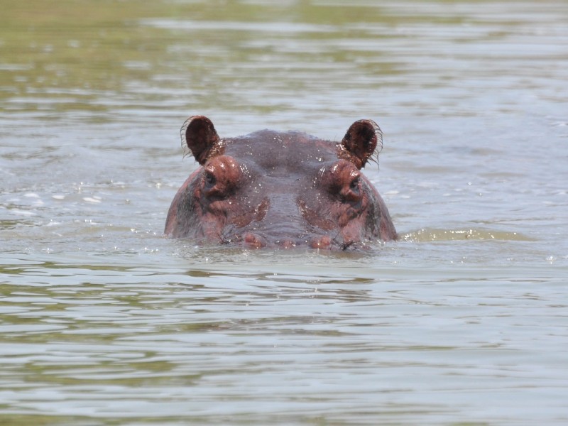 Bootsafari op de Rufiji-rivier