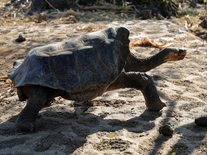 Tortoise at Charles Darwin Station 