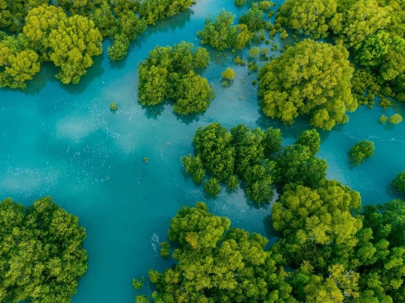 Mangrove Boat Tour Damas Island