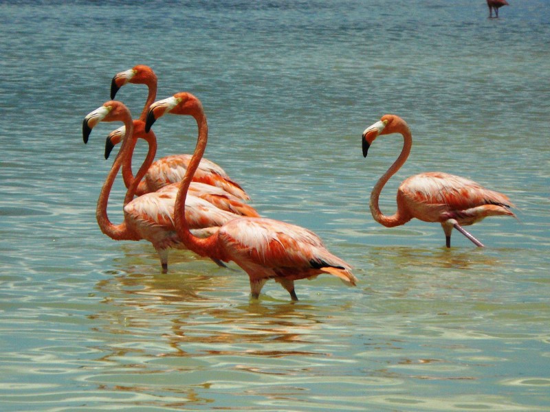 Flamingos bei Celestun