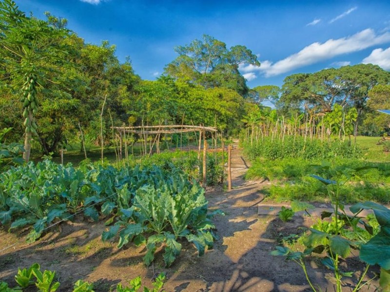 Bocawina - Gemüsegarten