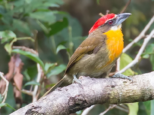 Olivrücken-Bartvogel