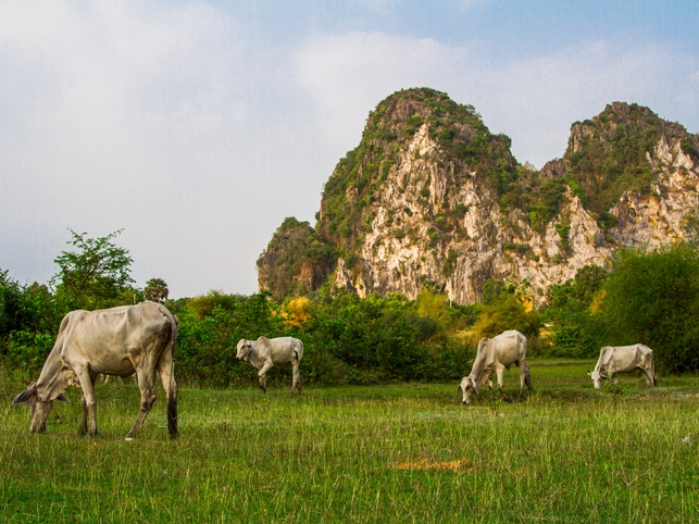 Kühe in Natur - Kep - Kambodscha