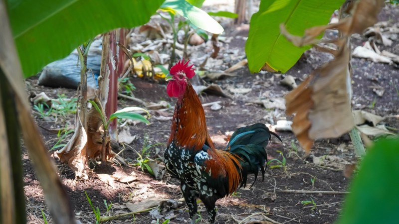 Farmtour in Mto wa Mbu