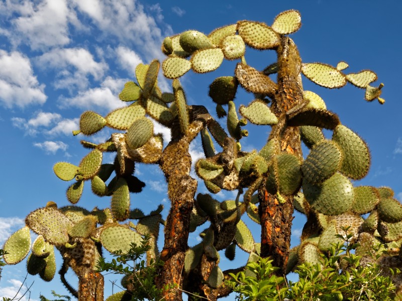 Opuntien auf Los Grietas