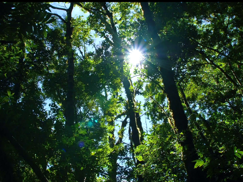 Boquete - Tropenwald