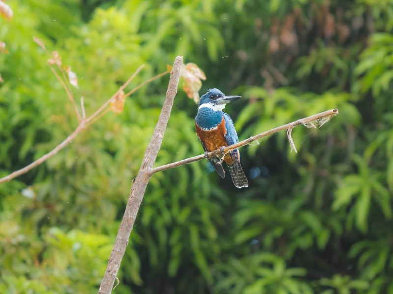 Reservat Vulkan Mombacho - Eisvogel