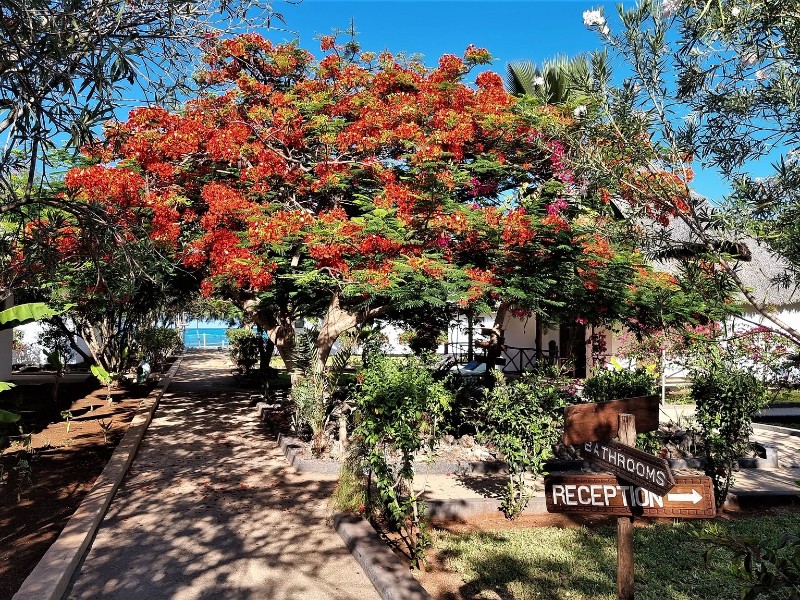 Reef and Beach Garden