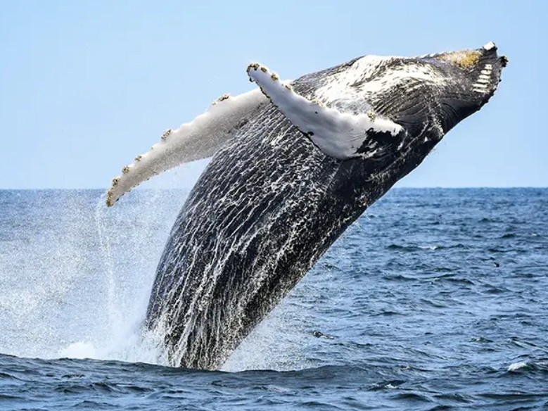 Whale Watching_3_ BCS