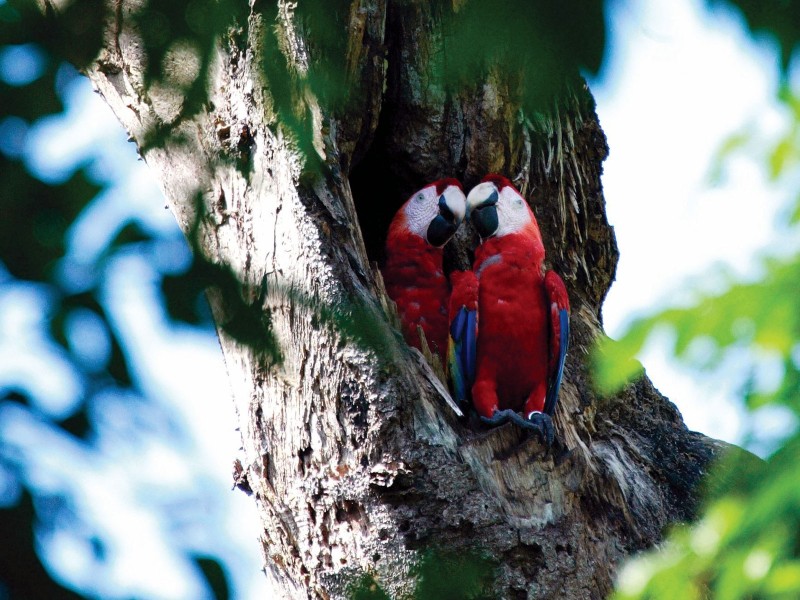 Costa Rica - Ara
