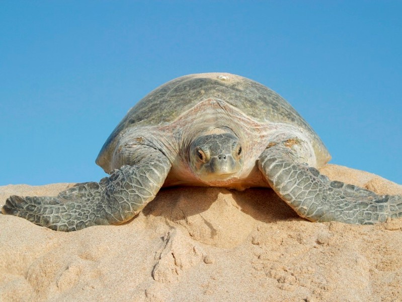 Turtle Reserve 1