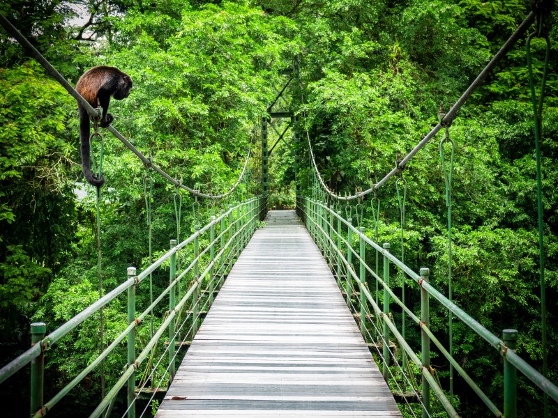 Costa Rica - Sarapiqui - hanging bridge
