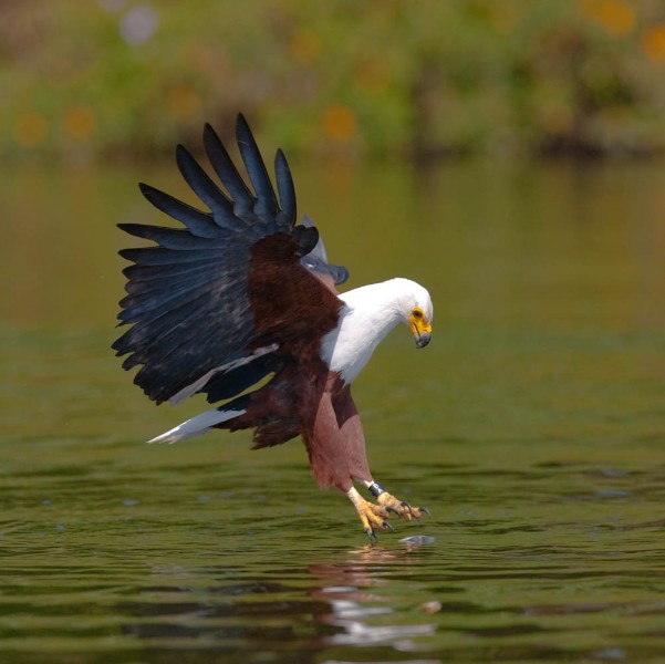 African fish eagle