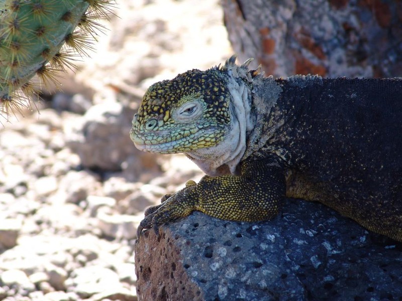 Land Iguana