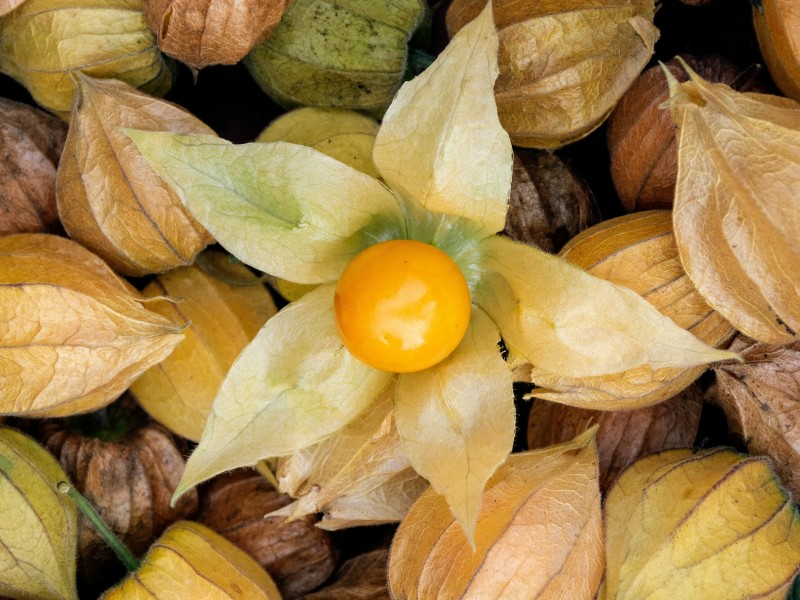 Aguaymanto (Goldenberry)