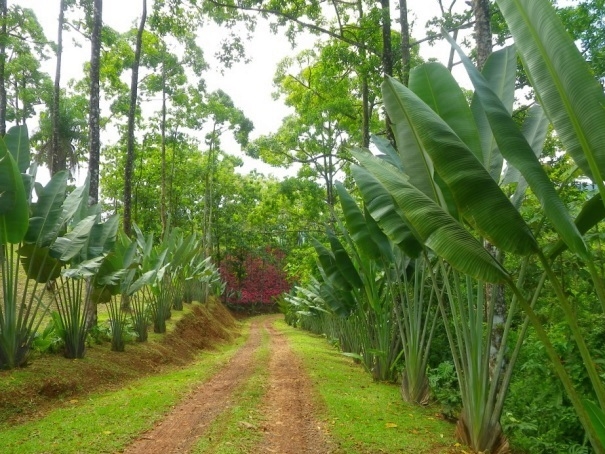 Macaw Lodge - Hoteleinfahrt