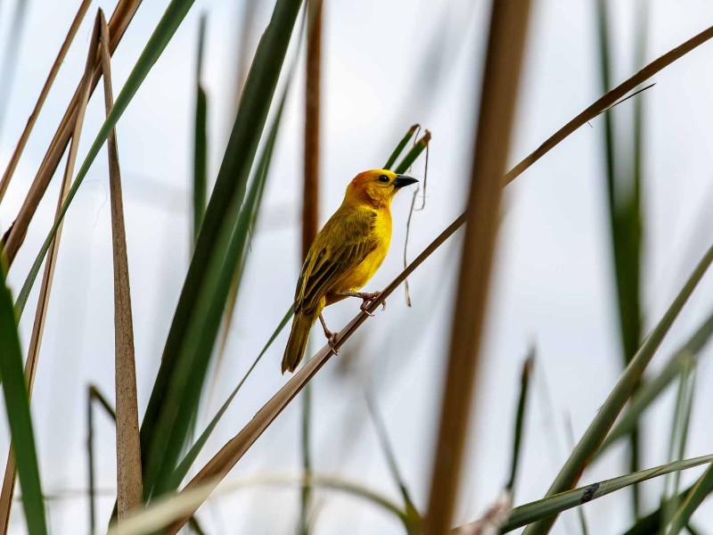 Yellow Weaver at Lake Duluti near Arusha