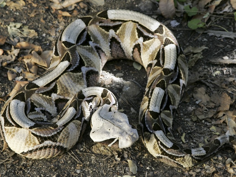 Gabon Adder