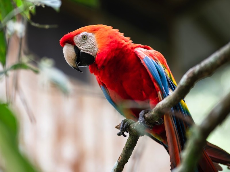 Papagei im amaZOOnico-Tierrettunszentrum