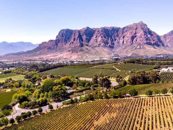 Stellenbosch Wineyards